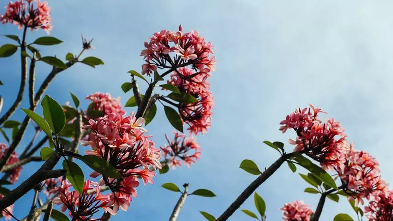 Cuộc Chiến Không Bình Đẳng với Quân Nhật
