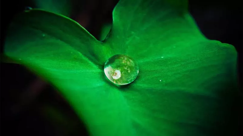 Tác động của quyết định ân giảm lên cộng đồng
