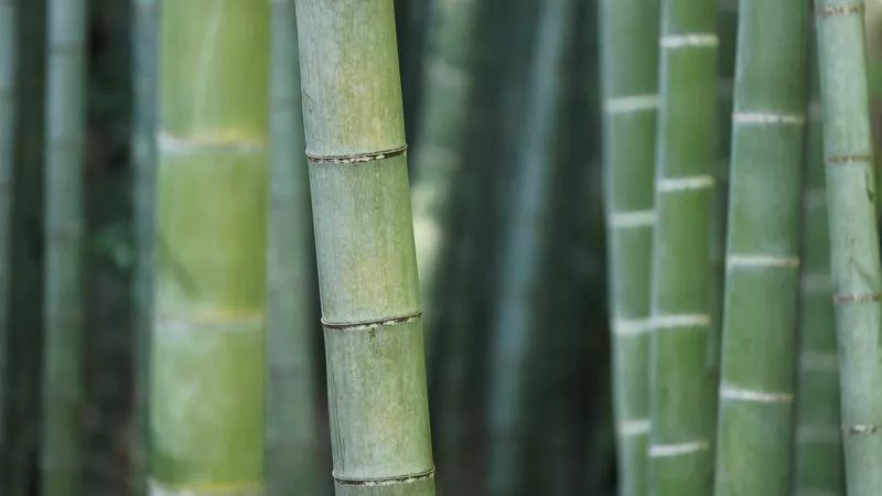 Ốc Ruốc Miền Trung: Cách Chế Biến Ngon Nhỏ Mà Có Võ