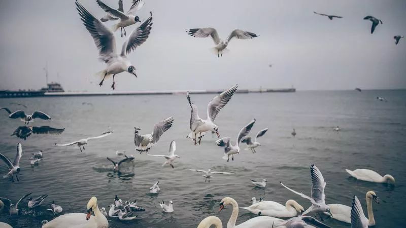Vụ Án Chích Điện Rúng Động Phú Quốc