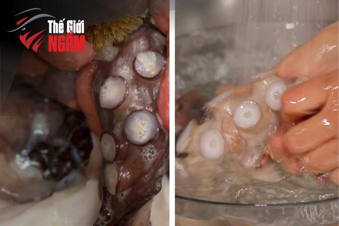Chuẩn Bị Nguyên Liệu Cho Món Sashimi Bạch Tuộc Tại Gia