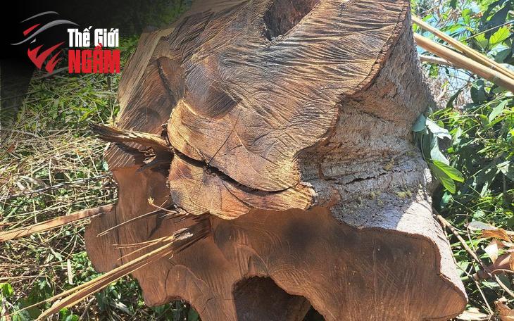 Bài Học Đắt Giá Từ Vụ Việc: Cần Siết Chặt Quản Lý Và Xử Lý Nghiêm Minh