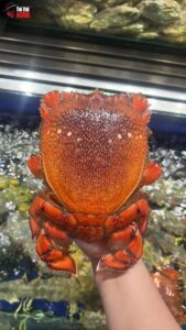Điểm cộng lớn của Royal Seafood – quán hải sản Sài Gòn này chính là đội ngũ phục vụ