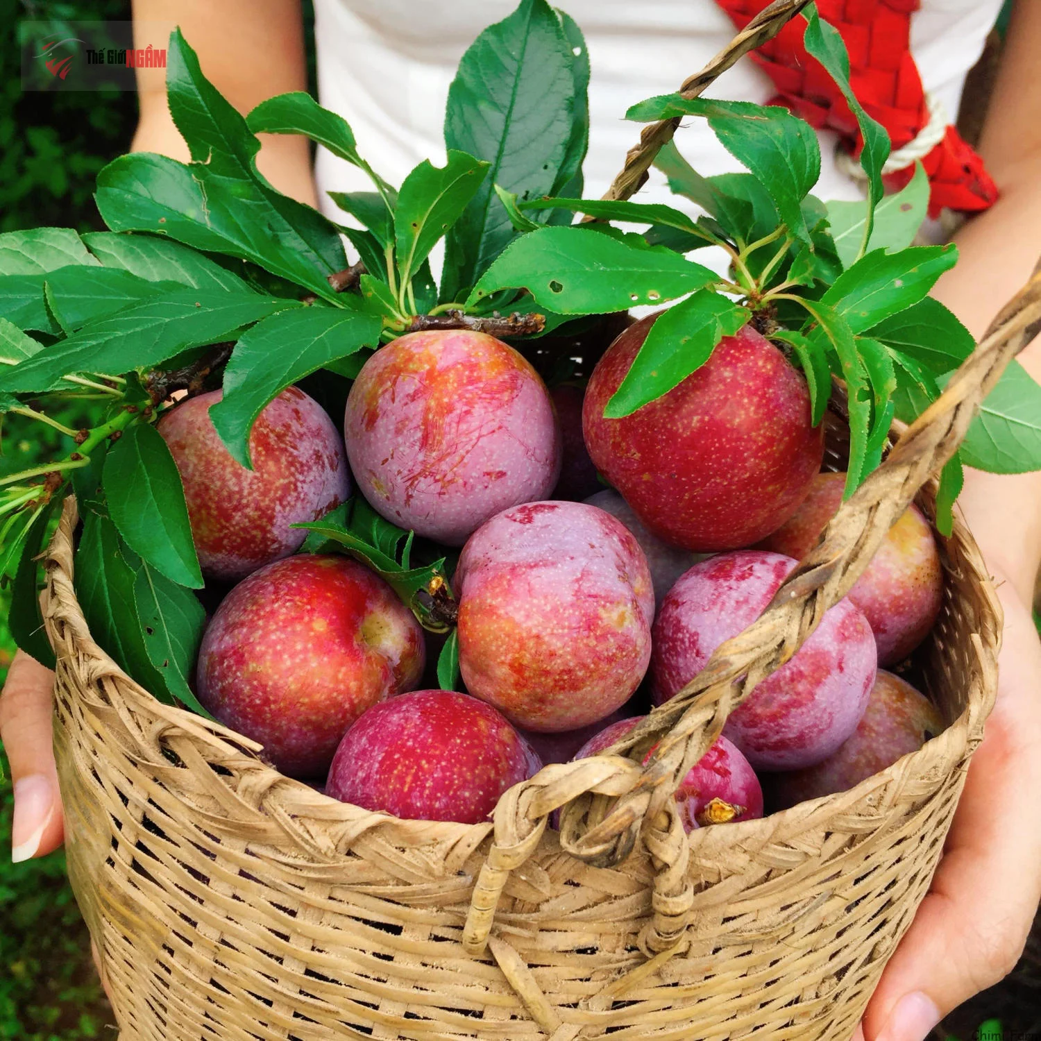 Món măng bắc xào thơm ngon, đặc sản Tây Bắc hấp dẫn