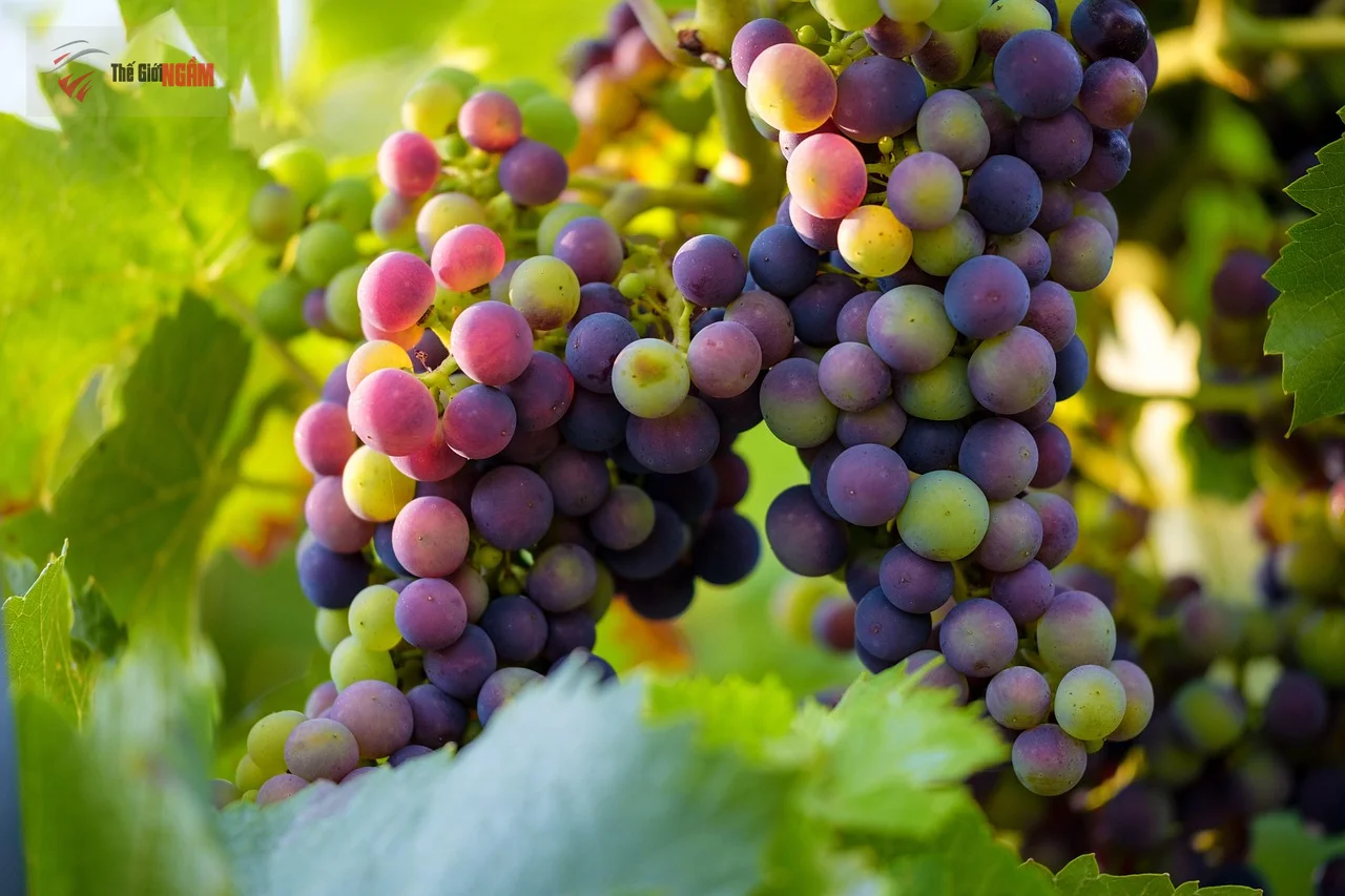 Rượu sim Phú Quốc - thức uống đặc sản, tốt cho sức khỏe, hương vị đậm đà