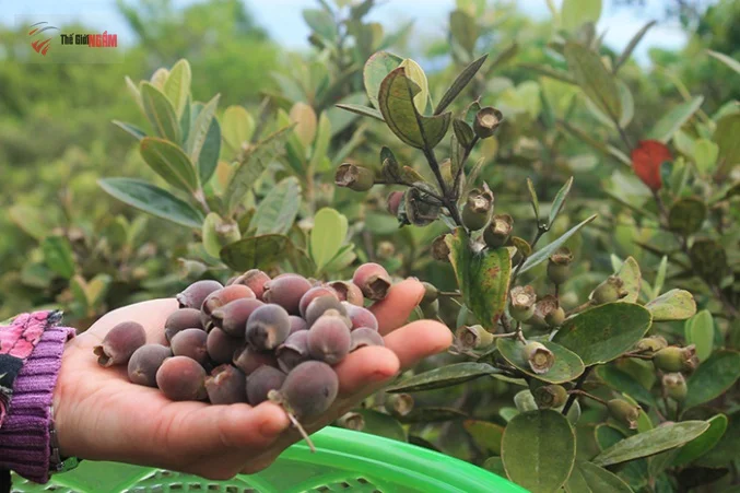 Rượu sim Phú Quốc - thức uống đặc sản tốt cho sức khỏe